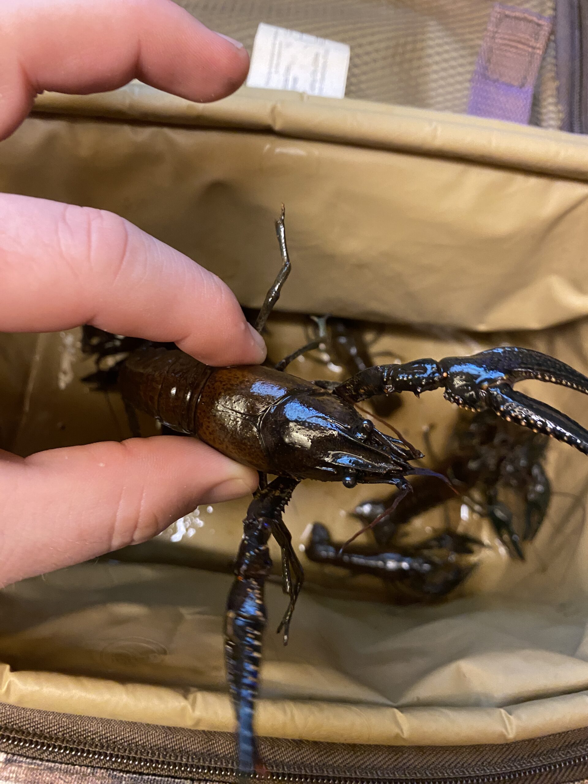 Crawdad, measuring about 3 inches long