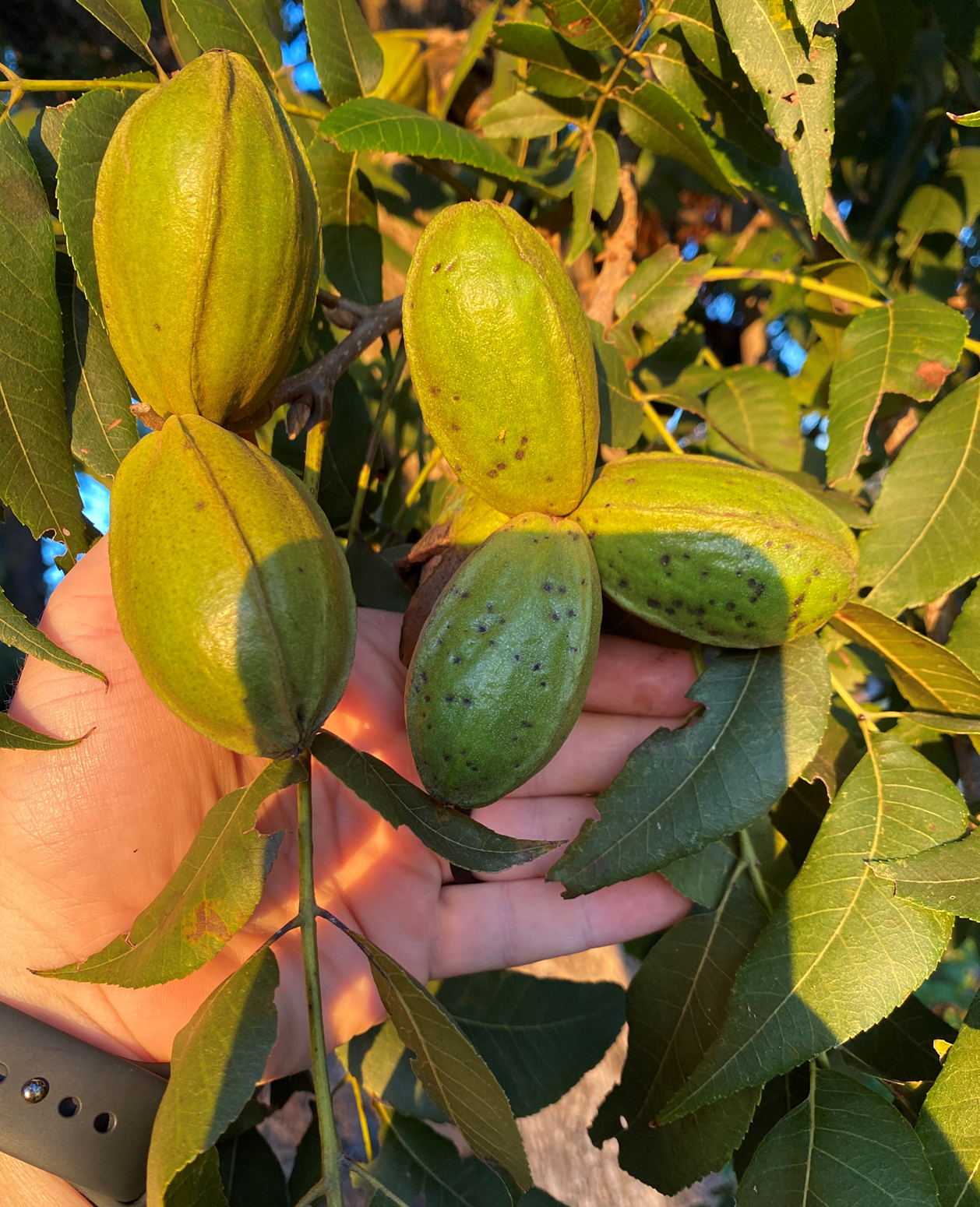 Pecans