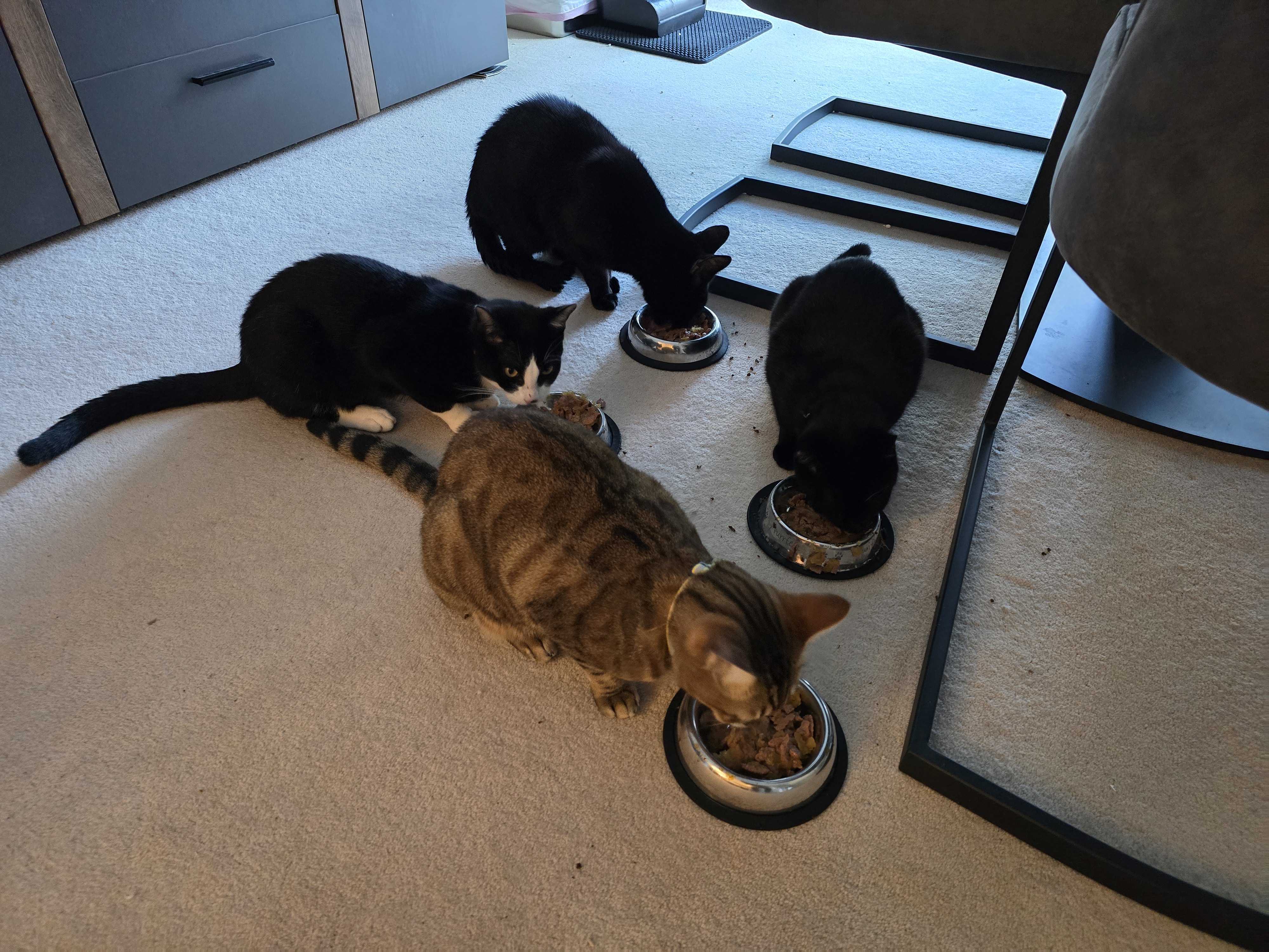 Cookie, Mango, Waffle and Crumble